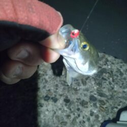 ガシラ