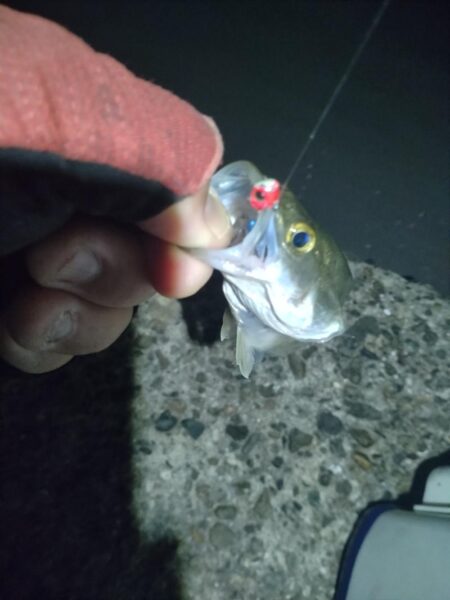 ガシラ