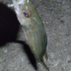 ケンサキイカ
