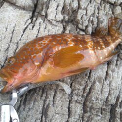 初夏の釣り