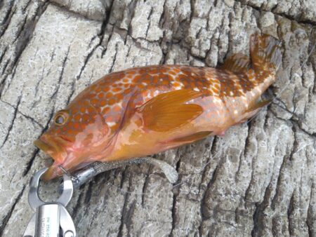 初夏の釣り