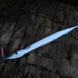 牙があって細長い青物