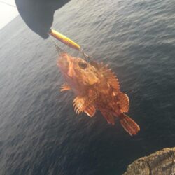 夏の根魚