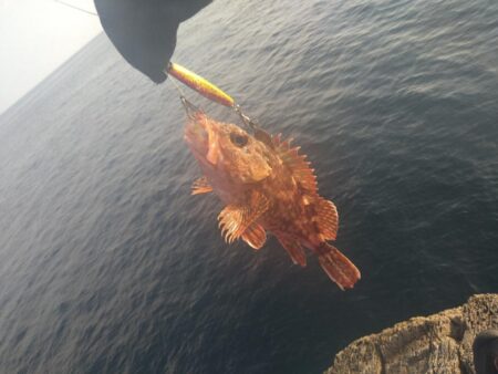 夏の根魚