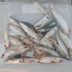 ウキサビキで豆アジ狙い🎣