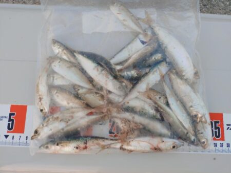 ウキサビキで豆アジ狙い🎣