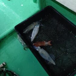 浜田沖ケンサキ鯖襲来