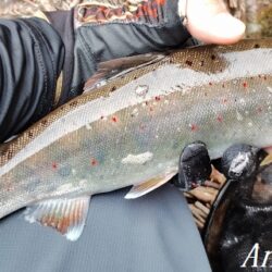 尺アマゴ！引原川本流にて