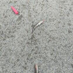 ちょい投げ