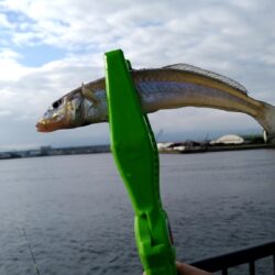 タコキス