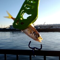 サビキは楽しい