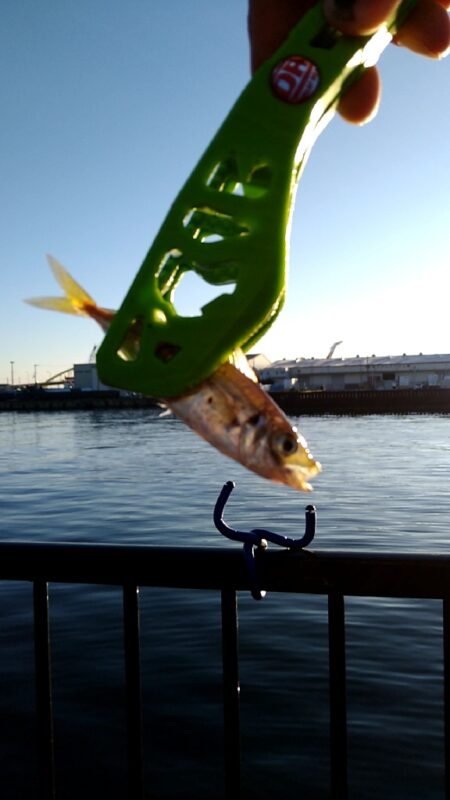 サビキは楽しい