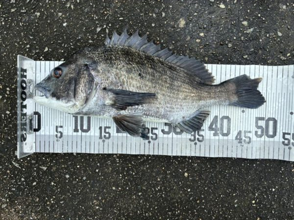 イチノ兄弟、釣果!