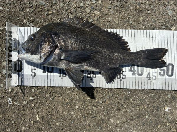 イチノ兄弟、釣果！