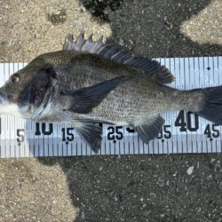 イチノ兄弟、釣果！