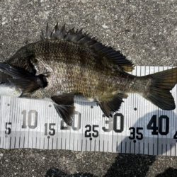 イチノ兄弟、釣果！