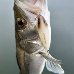 チヌ探し