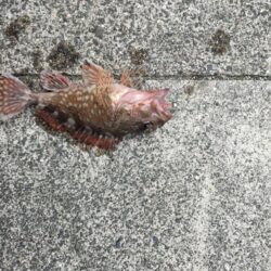 久しぶりの好釣果