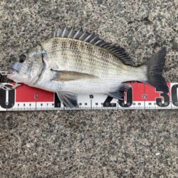 紀州釣り