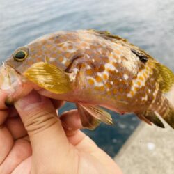 グレは裏切らない