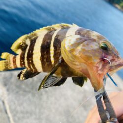 紀州釣り