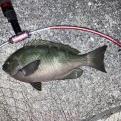 夏の夜釣り