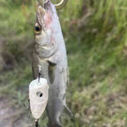 大分川　釣行