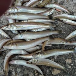 播磨新島のキス釣査５