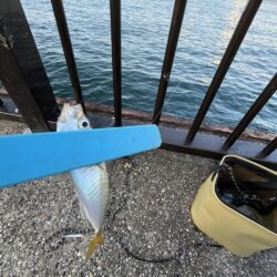 サビキ渋い日