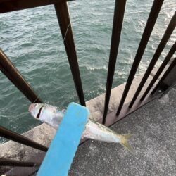 梅雨明け　魚より人が多い