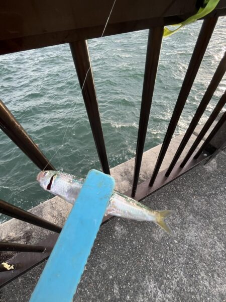 梅雨明け　魚より人が多い
