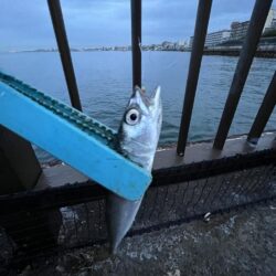 サビキだけ好調