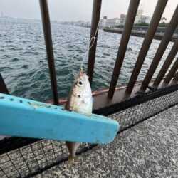 渋い②