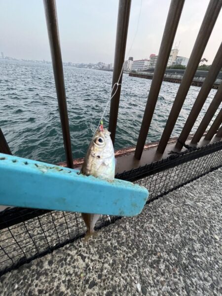 渋い②
