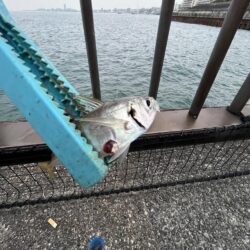 アジ少なめイワシ多め