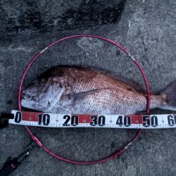 ショアジギングで思わぬ魚と遭遇