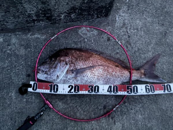 ショアジギングで思わぬ魚と遭遇