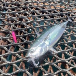 灼熱ショアジギ