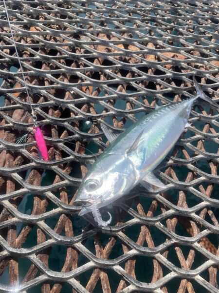 灼熱ショアジギ