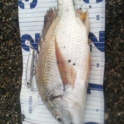 何とか釣れました。