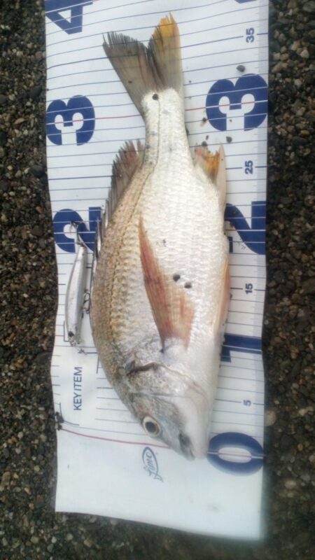 何とか釣れました。
