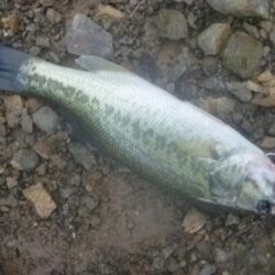 一庫ダム釣行　7月2日