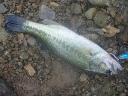 一庫ダム釣行　7月2日