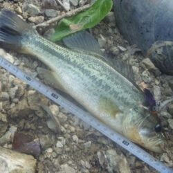 7月8日　一庫ダム釣行