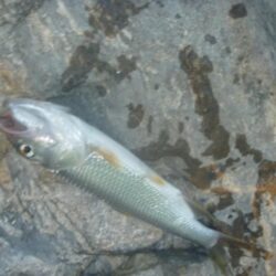 7月10日　一庫ダム釣行