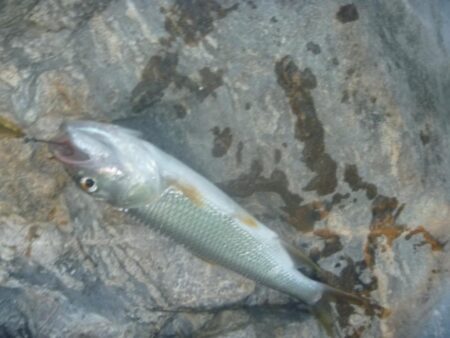 7月10日　一庫ダム釣行