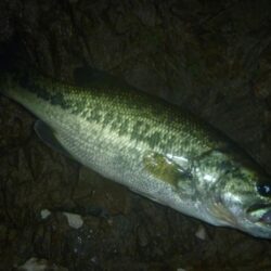 7月20日　一庫ダム釣行