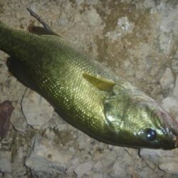 夏痩せ？バス