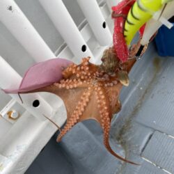 タコ初の２桁達成