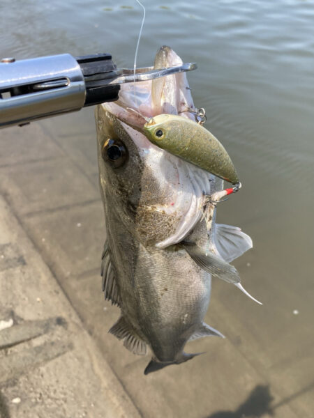オールドダイワで楽しむトップウォーターデイシーバス